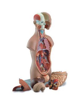 Sexless Torso AM-10003C