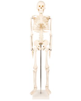 Human Skeleton Anatomical Model AM-1101-3