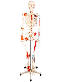 Human Skeleton with Painted Muscle and Ligament Model 180CM AM-11102-1