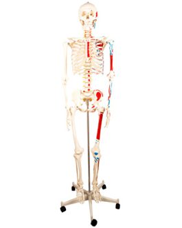 Human Skeleton with Half Side Painted Muscle Model 180CM AM-11102-2