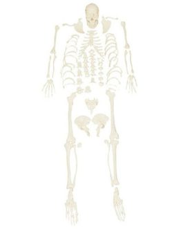 Disassembled Skeleton Model AM-1103