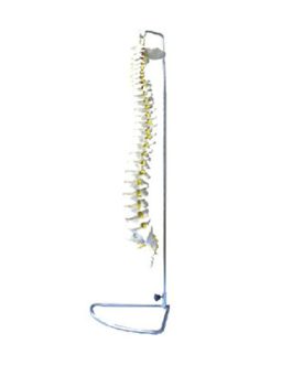 Spine Model (Flexible) AM-11106
