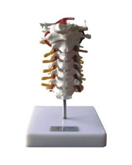 Cervical Vertebral Column Model AM-11107