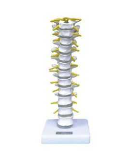 Thoracic Vertebra Model AM1108