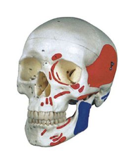 Colorized Skull Model AM-11111-2