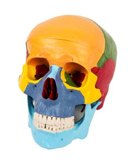 Skull Separation Model (16 Parts) AM-11118