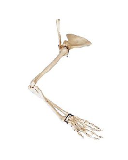 Arm, Scapular and Collar Bone Model AM-11123