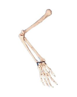 Arm Bone Model AM-11124