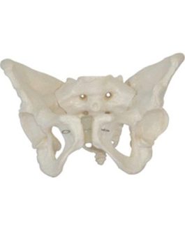Female Pelvis Model AM-11128