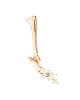 Bones of Foot, Calf Bone, Shinbone Model AM-11132
