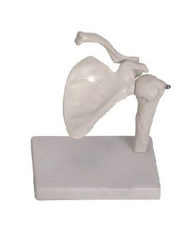 Shoulder Joint Model AM-11201-1
