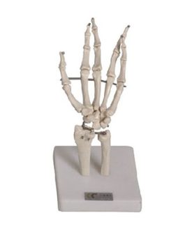 Hand Joint Model AM-11201-3
