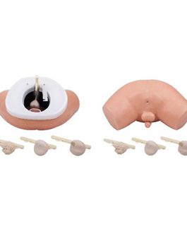 Prostate Examination Simulator AM-F2