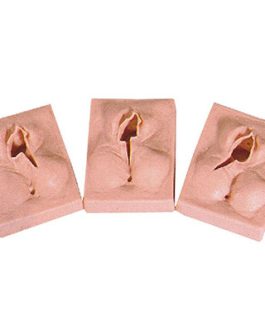 Perineum Suturing Training Model AM-H