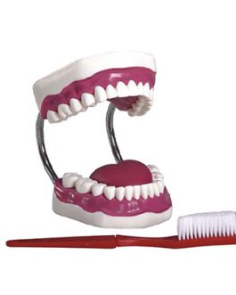 Dental Care Model (28pcs) AM-K1