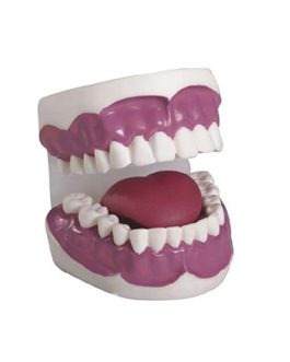 Dental Care Model (28pcs) AM-K2