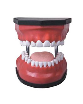 Luxurious Dental Care Model (32pcs, Backout) AM-K3