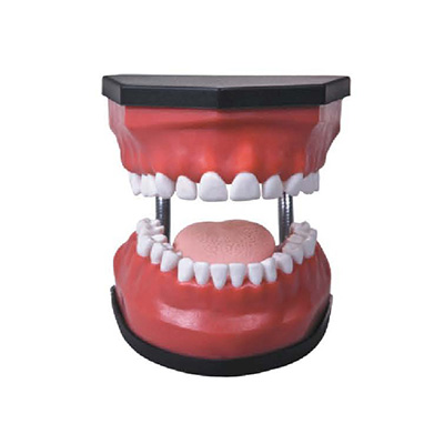 Luxurious Dental Care Model (32pcs, Backout) AM-K3