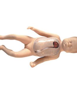 Neonatal Peripheral and Central Vein Intubation Model AM-L67B