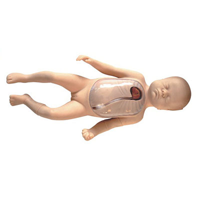 Neonatal Peripheral and Central Vein Intubation Model AM-L67B