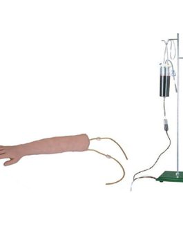 Arm Venipuncture Training Model AM-S